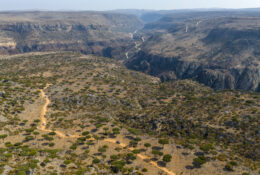 Socotra_2025 (42/76)